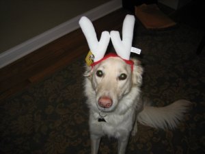 My sweet, talented, and wise old pup.