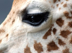 498498960_3be3dc0ae1